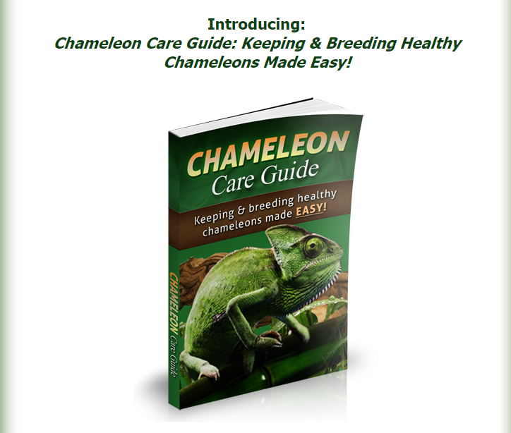 How to Take Care of a Chameleon as a Pet??? – “Chameleon Care Guide
